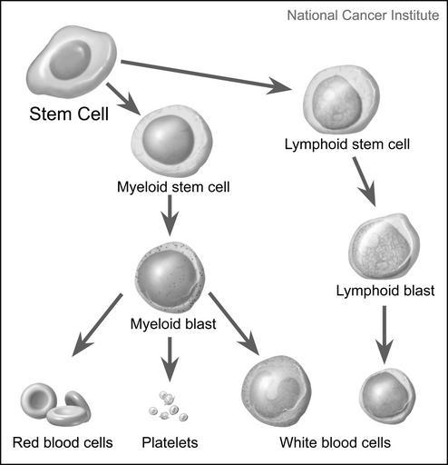 stem cells maturing info